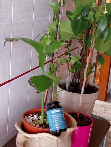 Customer photo review of NEUROWIT - Memoria e Funzioni Cognitive (90 cps)