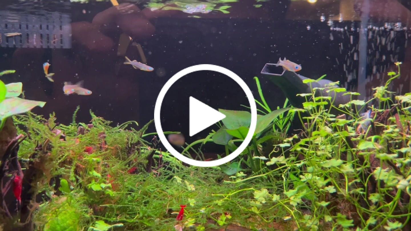Customer video review of Forktail Rainbowfish "NEW"
