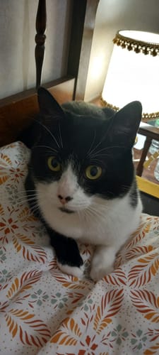 Avis photo d'un client sur Croquettes Chat Stérilisé Sans Céréales - Poulet