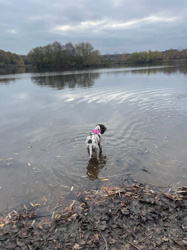 Customer photo review of Tough Trails™ Harness - Candypop