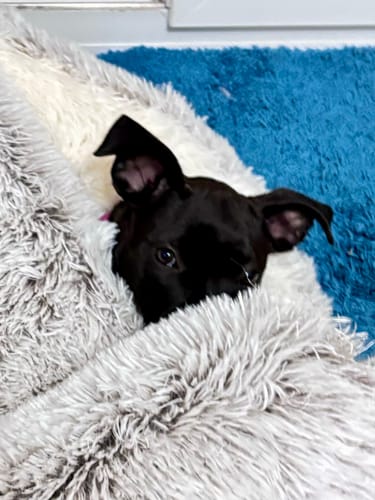 Customer photo review of Burrow Buddy™ - Pet Bed