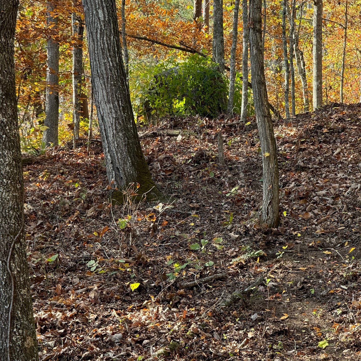 Customer photo review of VisST See-Through Pop-Up Ground Blinds with Silent Magnetic Door