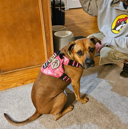 Customer photo review of NEW Upgraded Tactical No-Pull Team K9™ Dog Harness with 4 Quick-Release Metal Buckles, Reinforced Front & Back D-Rings, Hook & Loop Panels, Adjustable Straps, Reflective Strips, & Top Handle