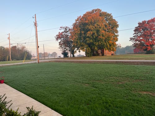 Customer photo review of GCI Turf Type Tall fescue Grass Seed