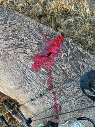 Customer photo review of Beast Broadheads (2-Pack + Practice Tip)