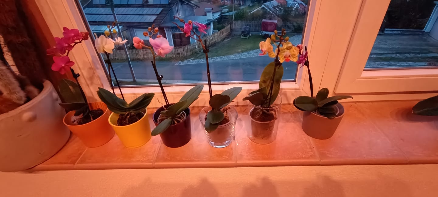 Customer photo review of Table Dance Orchideen Farbmix mit 1 Stiel im 6er Set