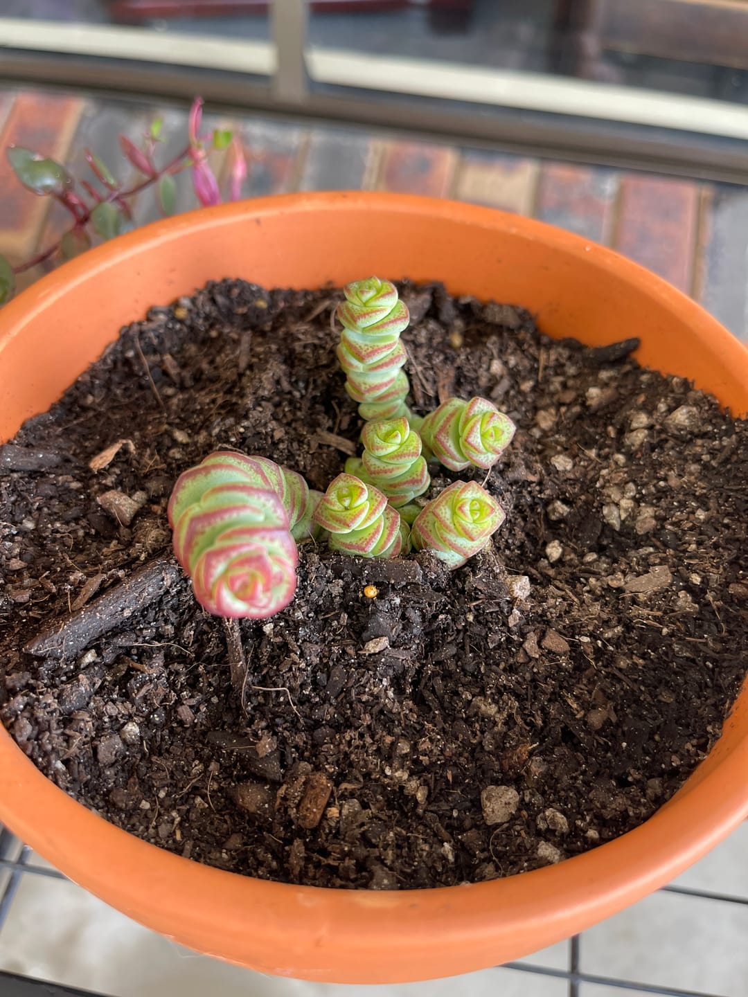 Customer photo review of Crassula Baby's Necklace