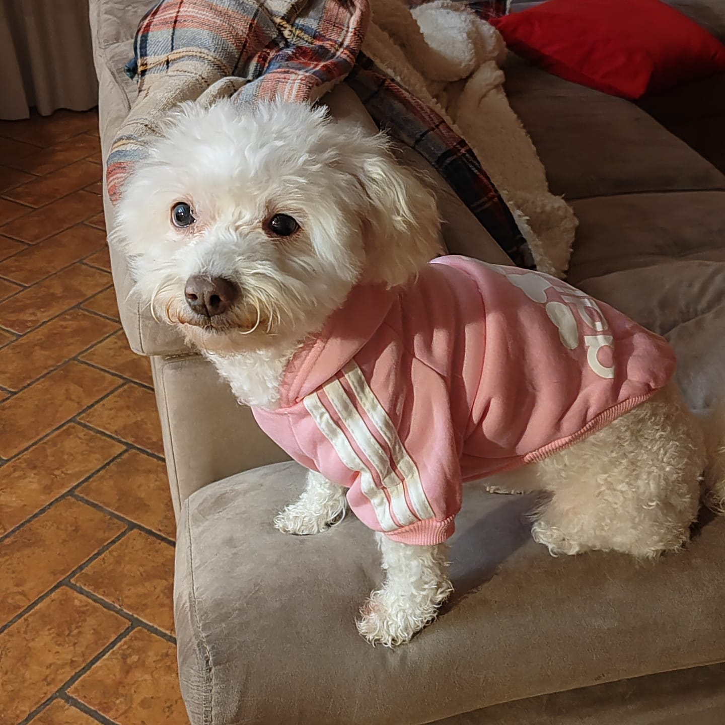 Customer photo review of Felpa "Adidog" Rosa Personalizzabile con nome