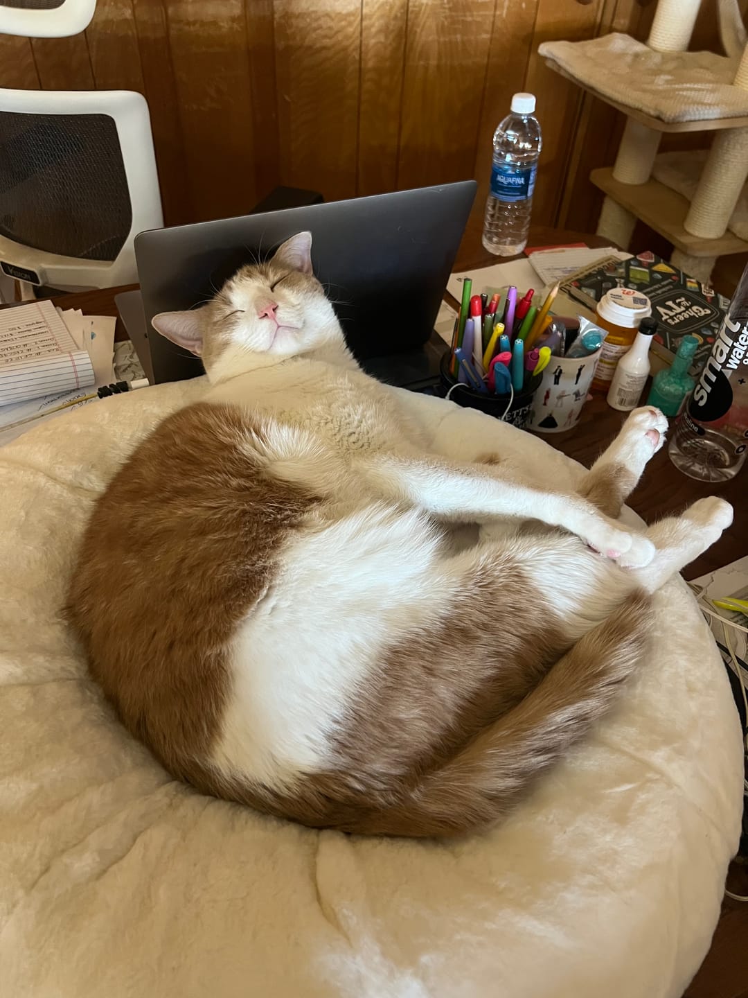 Customer photo review of Sourdough Pudding Bed