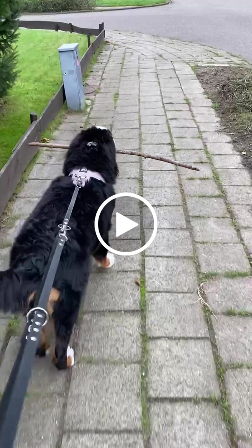 Customer video review of Premium Comfort Herringbone Harness | Non Restrictive & Adjustable - Soft Pink