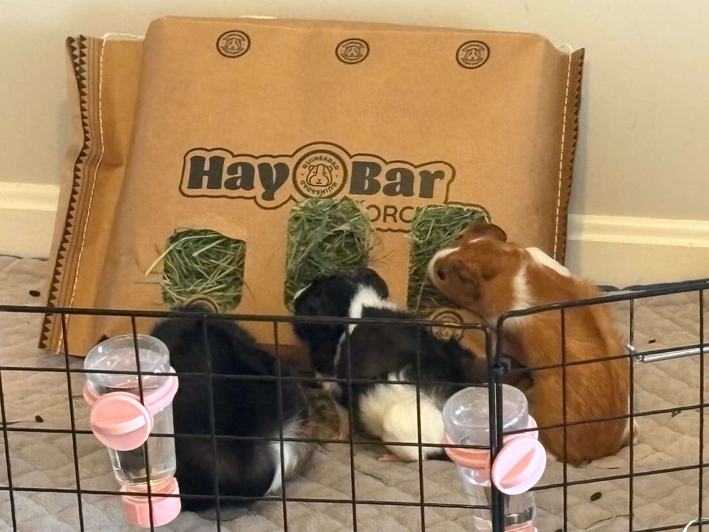 Customer photo review of Timothy Hay Bar for Guinea Pigs (5 Pack)