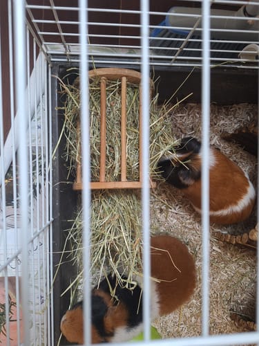 Customer photo review of Abonnement Foin de prairie en vrac