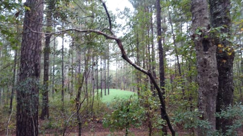 Customer photo review of Buck Forage Oats Food Plot Seed