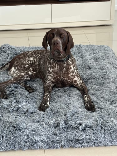 Customer photo review of PaWz Premium SuperMat Calming Bed