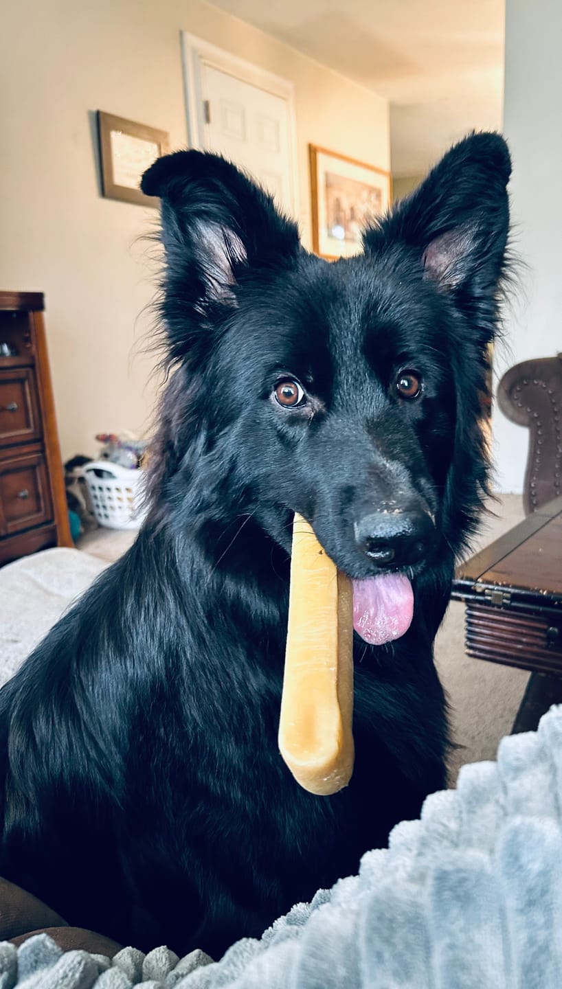 Customer photo review of 12 Inch Standard Braided Bully Stick