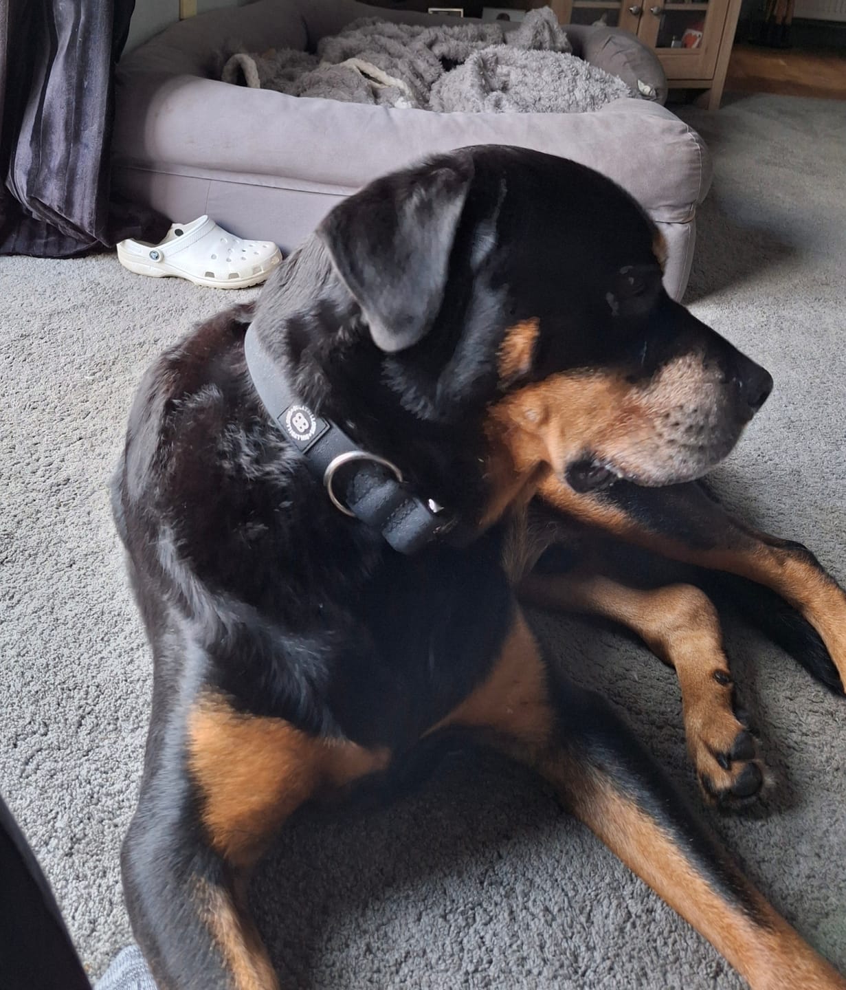 Customer photo review of 4cm Combat Billowthane® Collar | Waterproof - Platinum