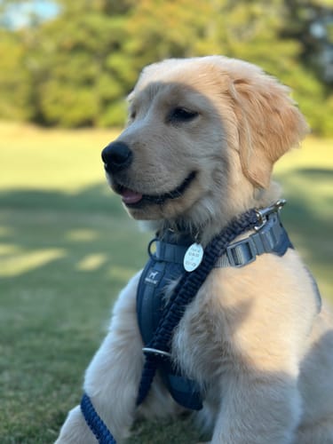 Customer photo review of Solace Adjustable Dog Harness