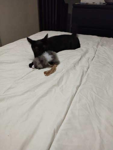 Customer photo review of Emincés au poulet (chaton)