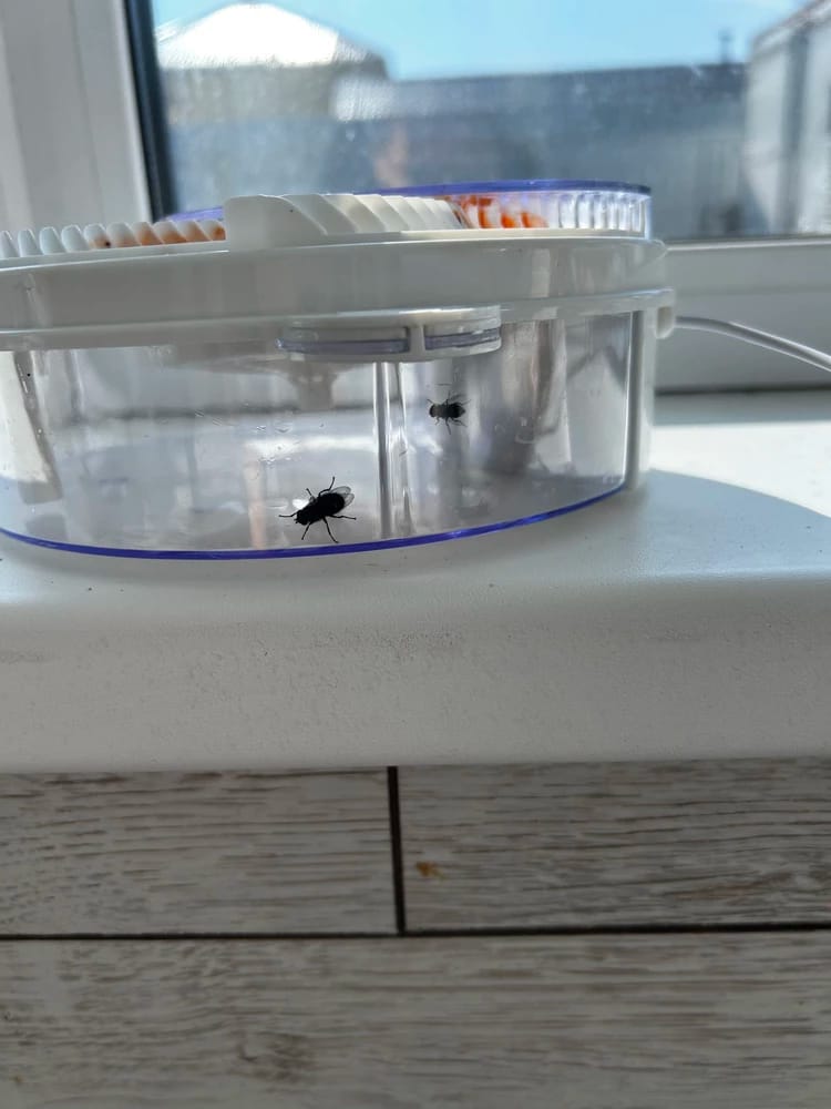Customer photo review of EcoTrappe - Attrape-Mouche Électrique