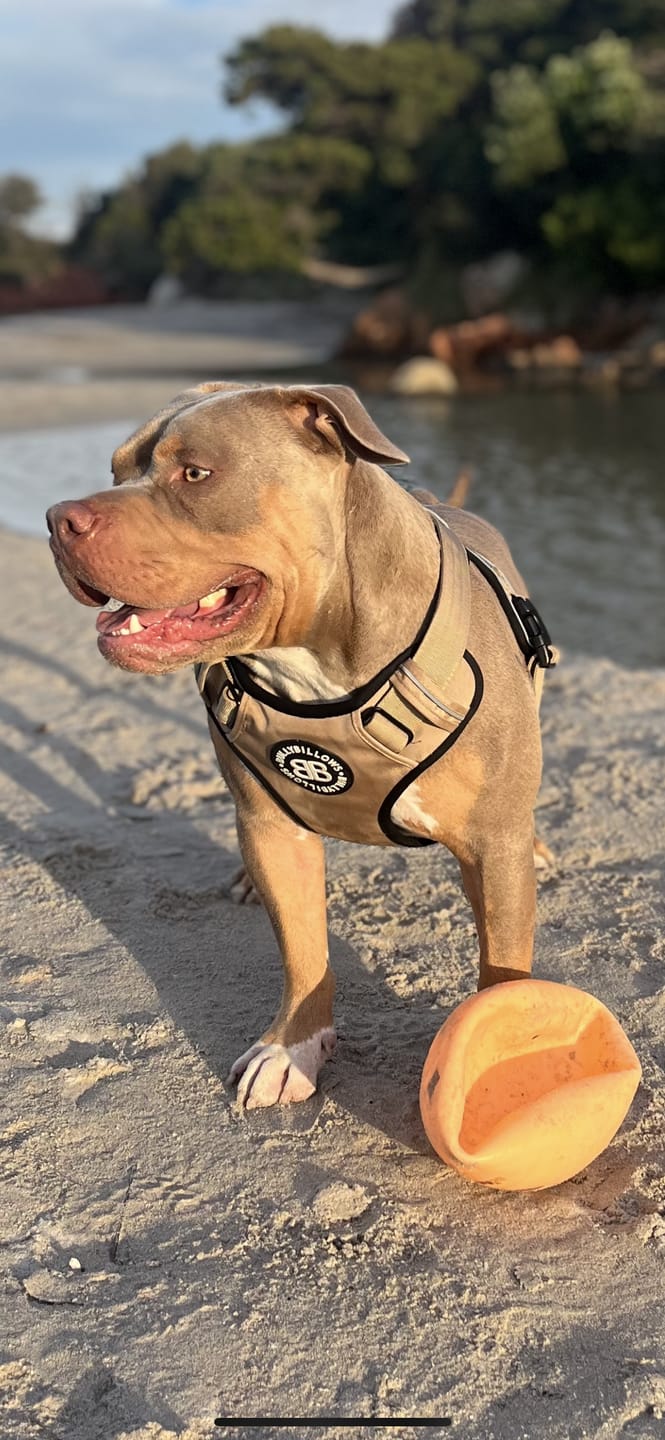 Customer photo review of Premium Comfort Harness | Non Restrictive & Adjustable - Light Military Tan