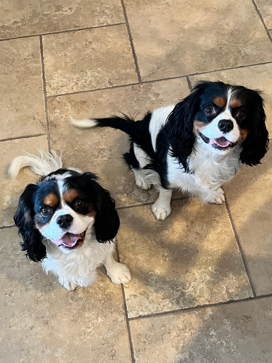 Customer photo review of Venison 1.5lb Frozen Dog Rolls 8/case