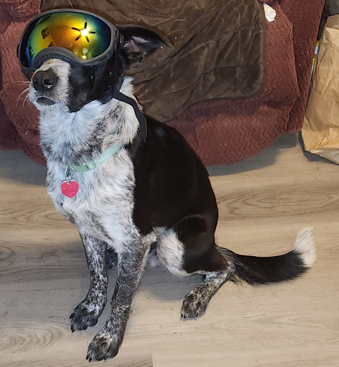 Customer photo review of Adjustable Dog Goggles (Doggles)