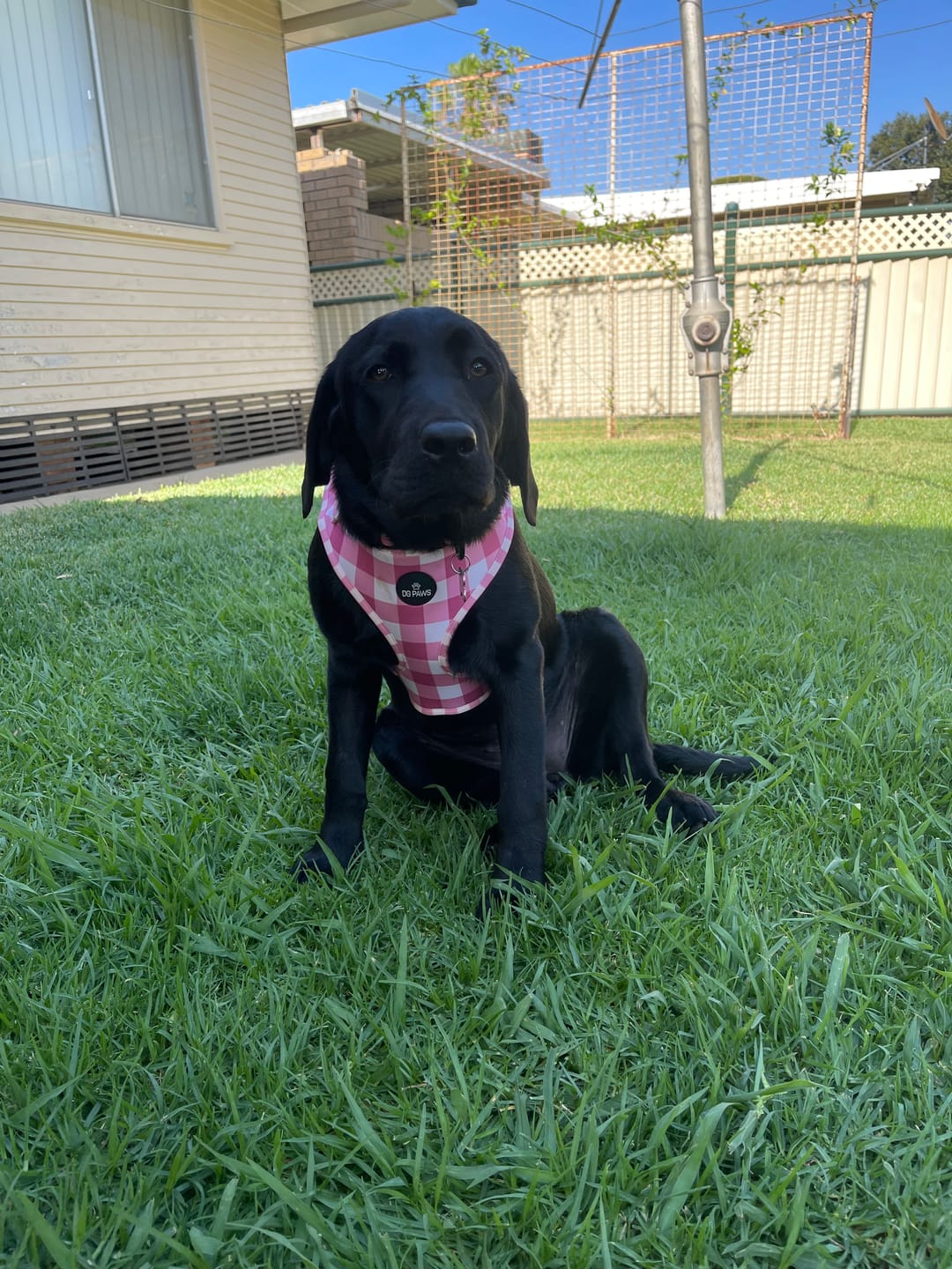 Customer photo review of Bubblegum Harness