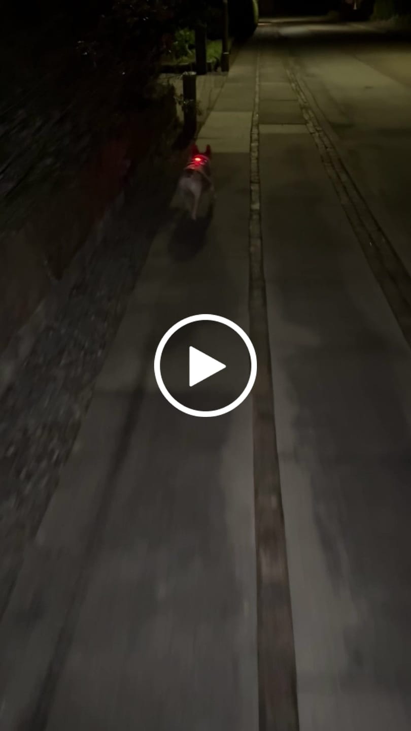 Customer video review of Safety Light - 4-i-1 Lygte Til Hund