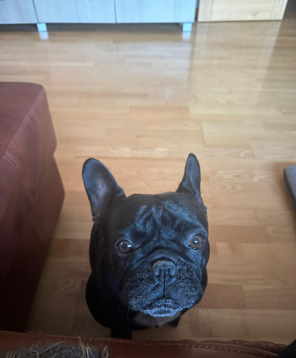 Customer photo review of VetDiet Periaction suņiem