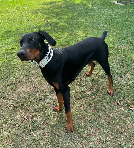 Customer photo review of 2" Tacti Luxe Dog Collar - Rose Gold - Honeydew