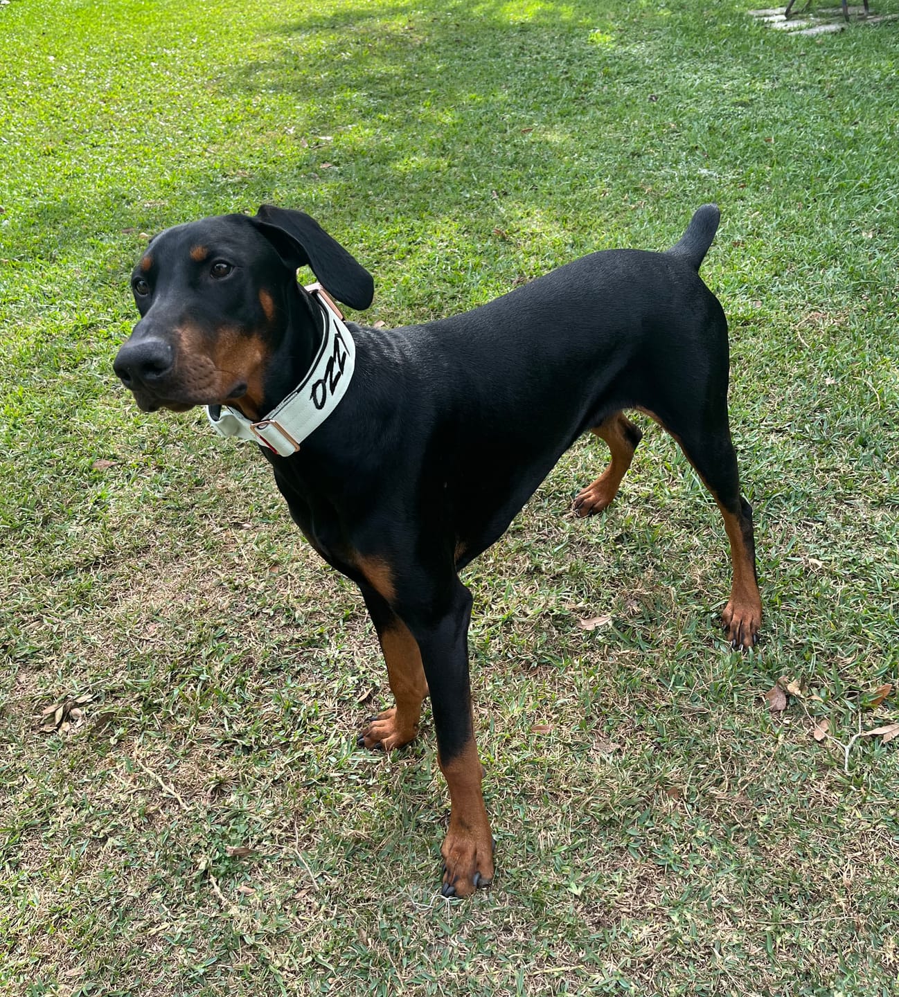 Customer photo review of 2" Tacti Luxe Dog Collar - Rose Gold - Honeydew