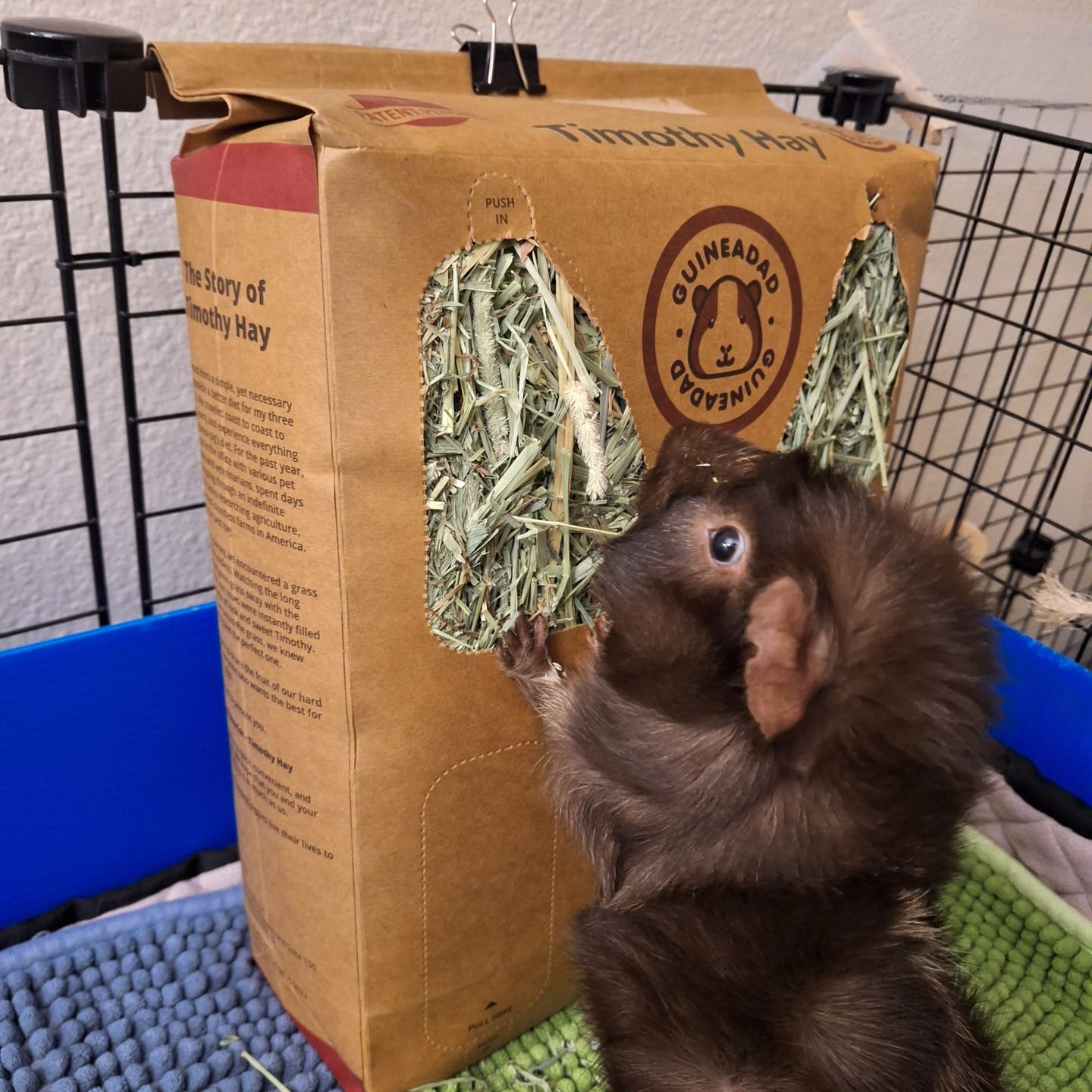 Customer photo review of Subscription Timothy Hay Box for Guinea Pigs (3 Pack)