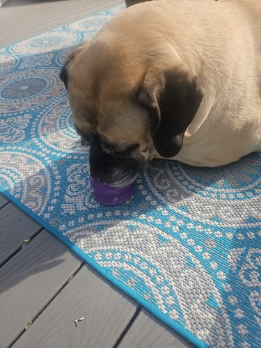 Customer photo review of Freezball - Durable Fillable Dog Chew Bone
