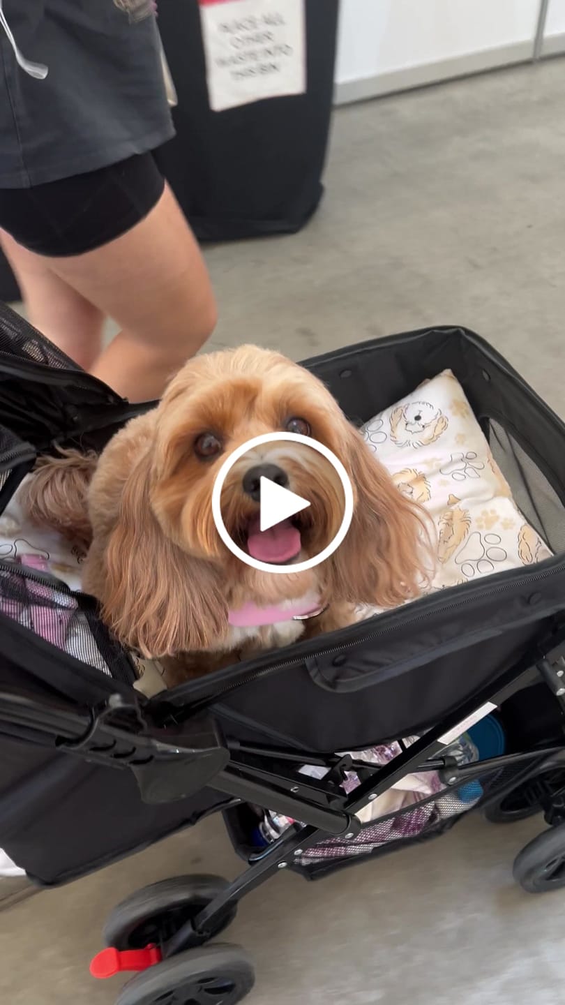 Customer video review of PaWz Pet Dog Stroller Pram 4 Wheels