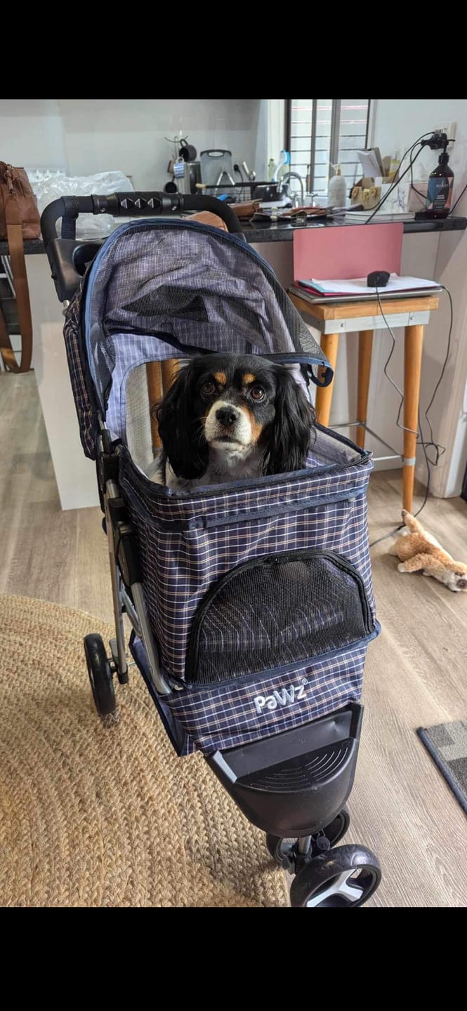 Customer photo review of PaWz Large Dog Stroller - 3 Wheels