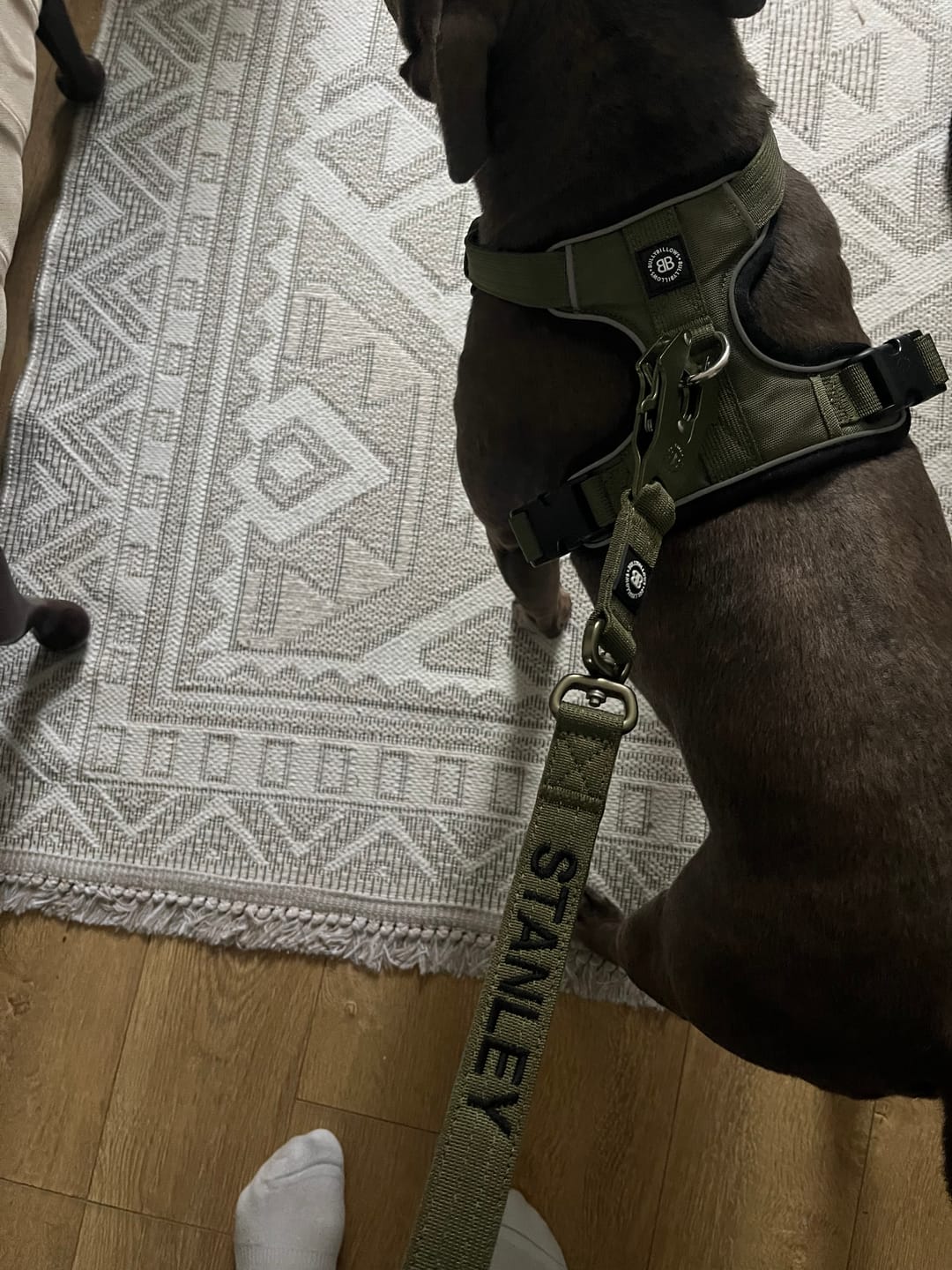 Customer photo review of 1.4m Lighter Swivel Combat Lead | Anti-Tangle & Secure Clip - Khaki x Khaki