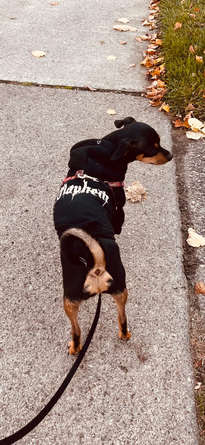 Customer photo review of Personalised Dog Hoodie Black Metal Font