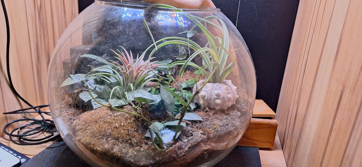 Customer photo review of Tillandsia "Curly Slim" - intermedia x streptohphylla