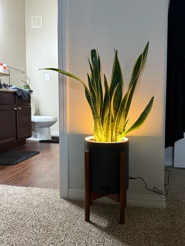 Customer photo review of Blüme Light | LED Planter | Aura