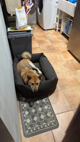 Customer photo review of Stella 經典帆布寵物睡床 深棕色 S / M / L