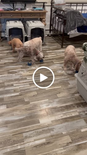 Customer video review of Freezball - Durable Fillable Dog Chew Bone