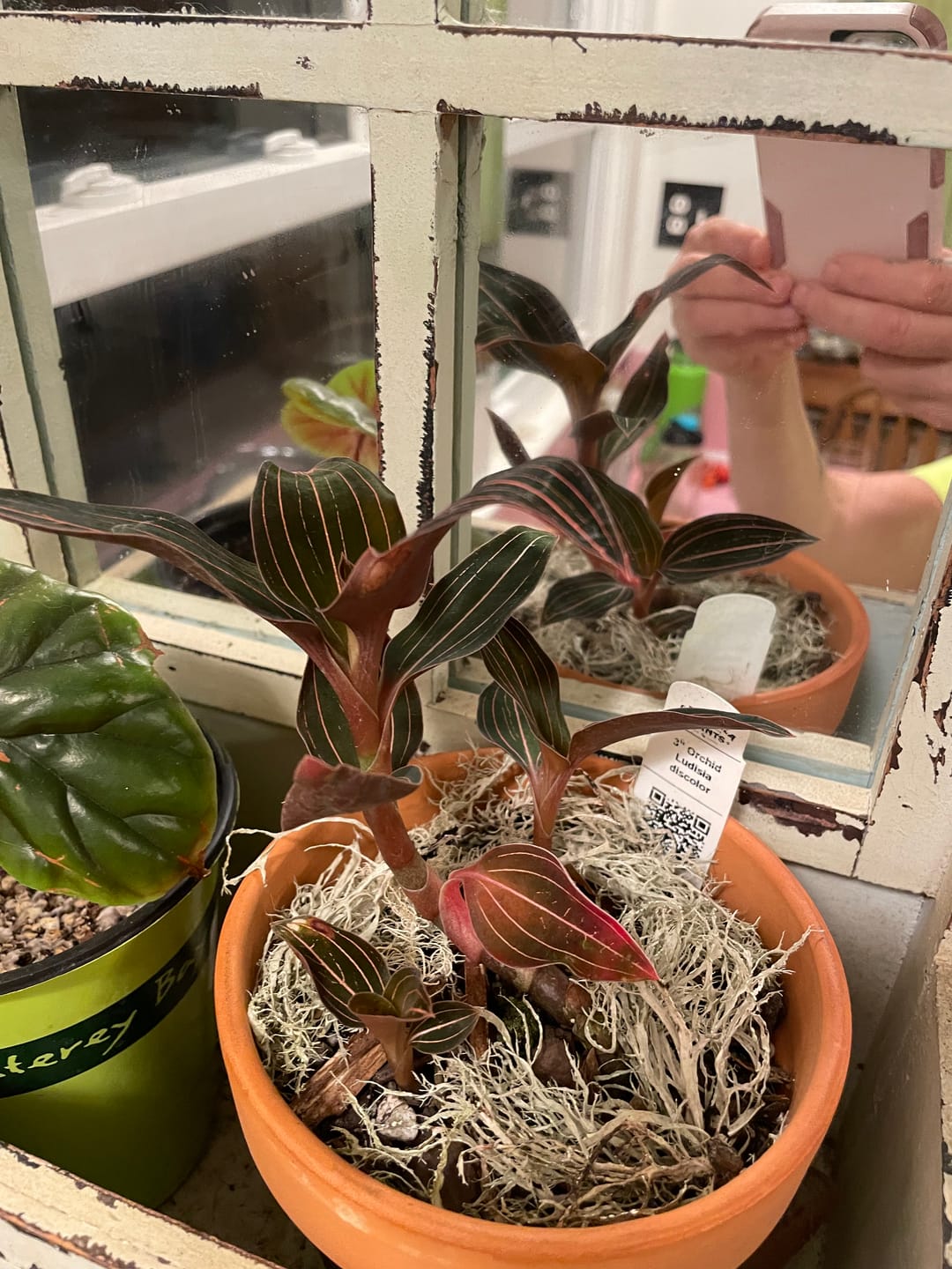 Customer photo review of Orchid Ludisia discolor
