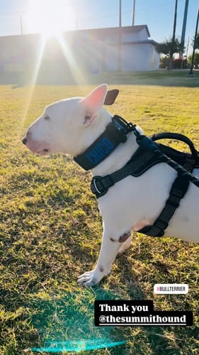 Customer photo review of Black Bully Proof Collar