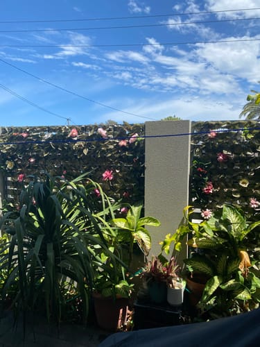 Customer photo review of Photinia Artificial Hedge Panel / Fake Vertical Garden 1m x 1m UV Resistant