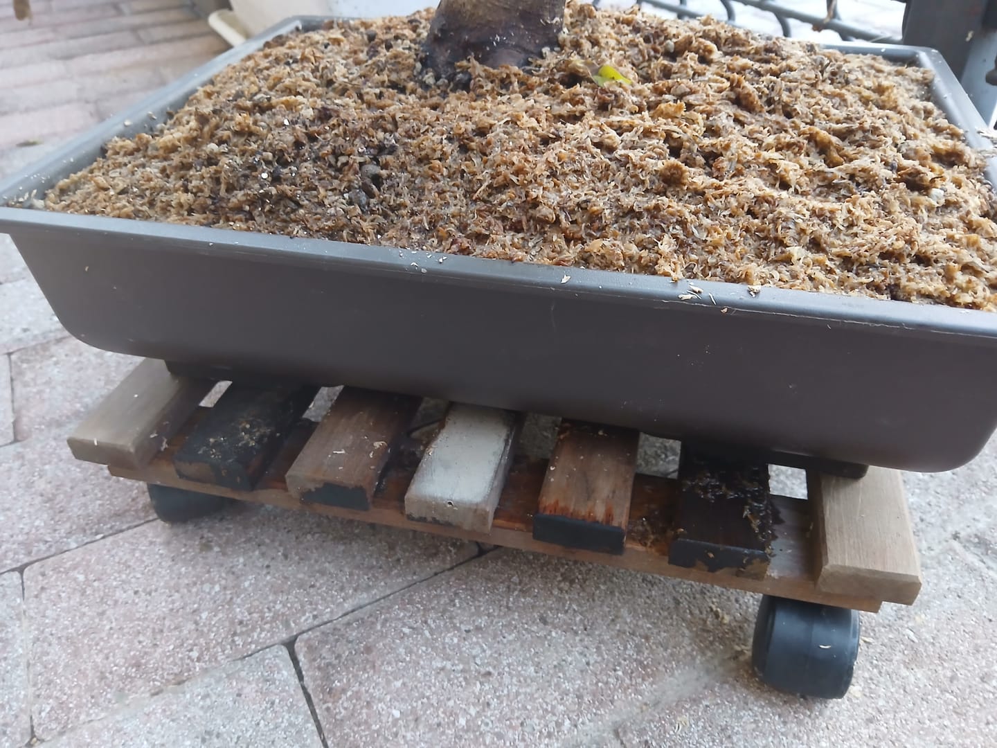 Customer photo review of VASI BONSAI PLASTICA RIGIDA PROFESSIONALI