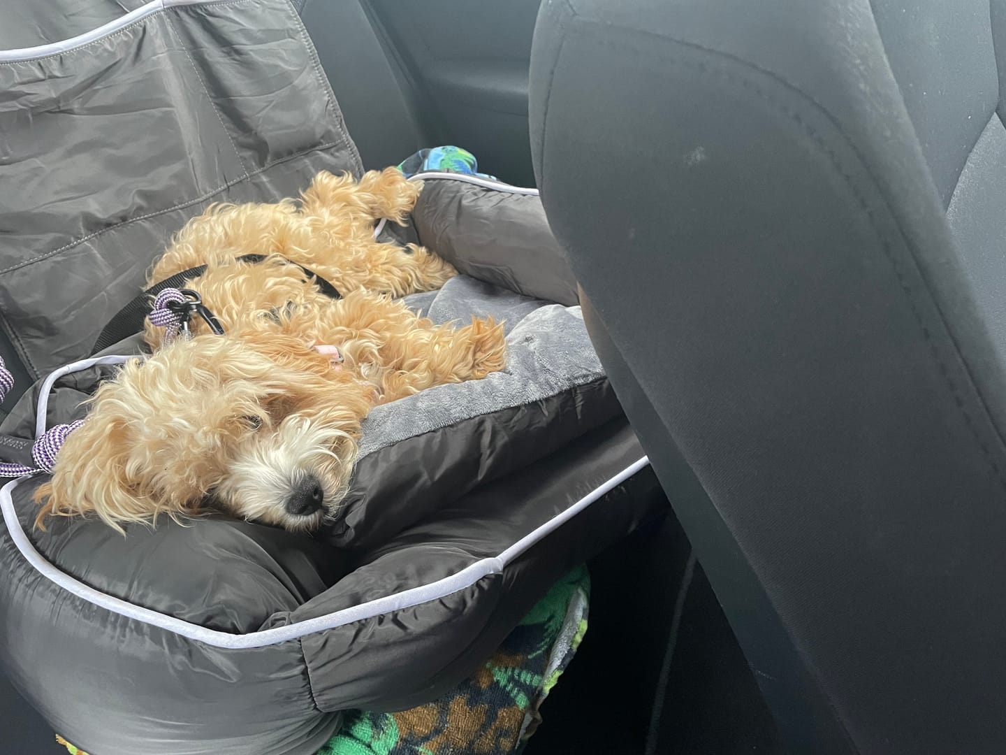 Customer photo review of Pet Car Booster Seat - Grey