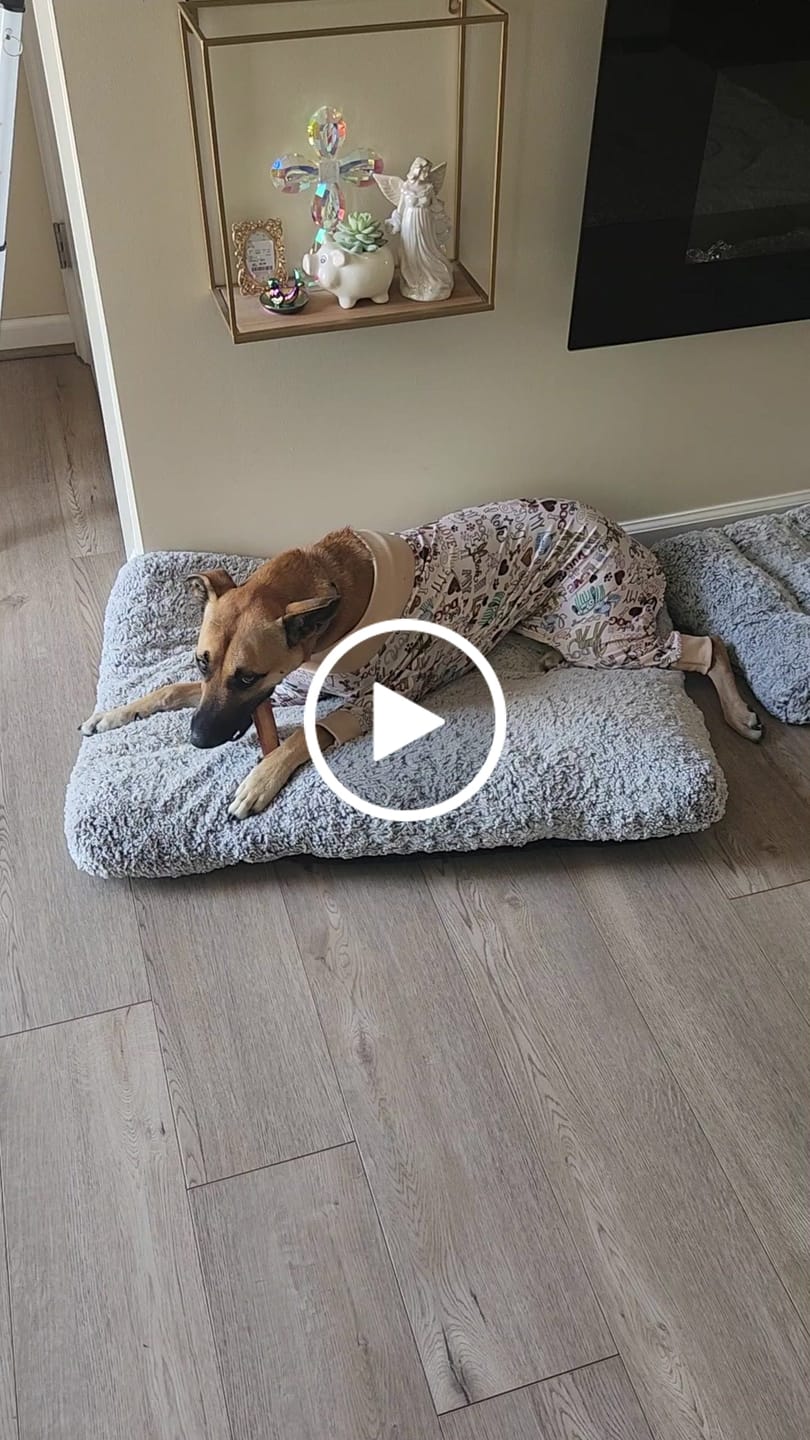 Customer video review of Large Bully Stick Ring