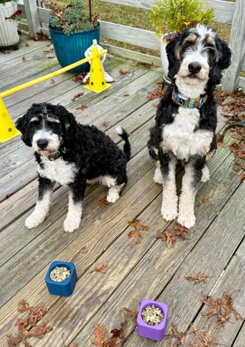 Customer photo review of Freezbox - Super Tough Treat Toy