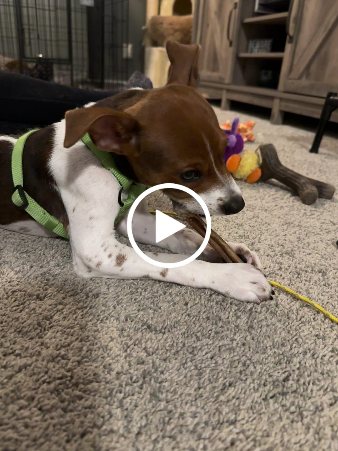 Customer video review of 5-6 Inch Standard Collagen Stick