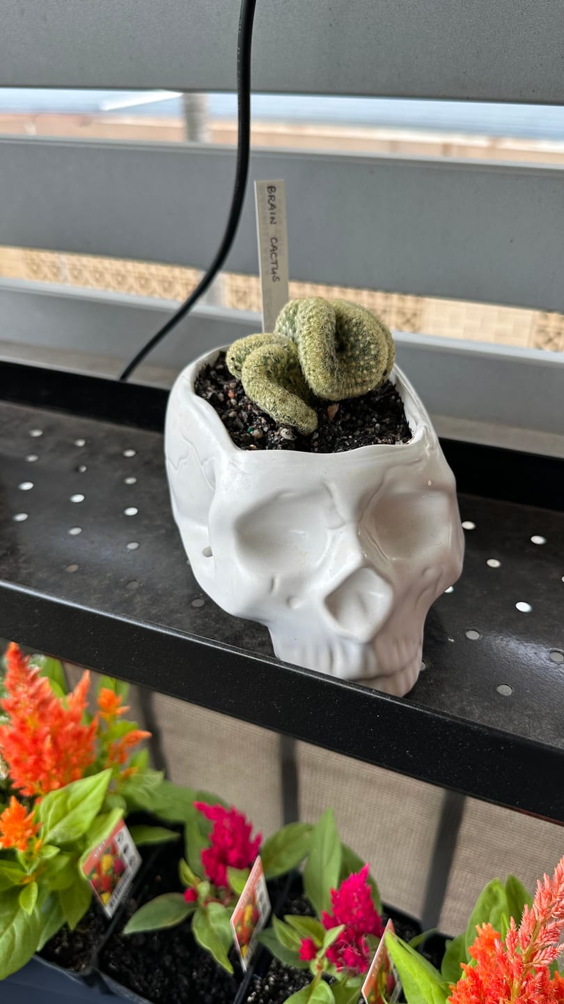 Customer photo review of The Brain Cactus - Mammillaria elongata f. cristata